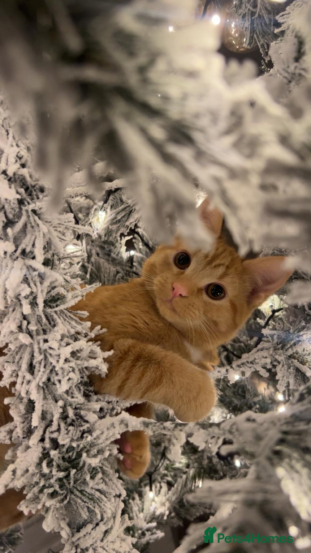 Mixed Breed cats for sale: Female and Male - Advert 1