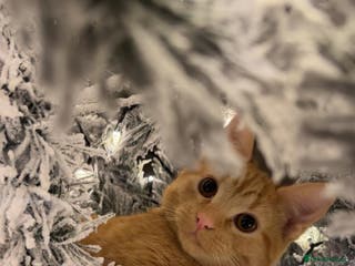 Mixed Breed cats Female and Male - Advert 15