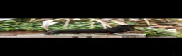 Miniature Dachshund dogs for sale: Kc reg, health tested,miniature dachshund puppies  - Advert 18