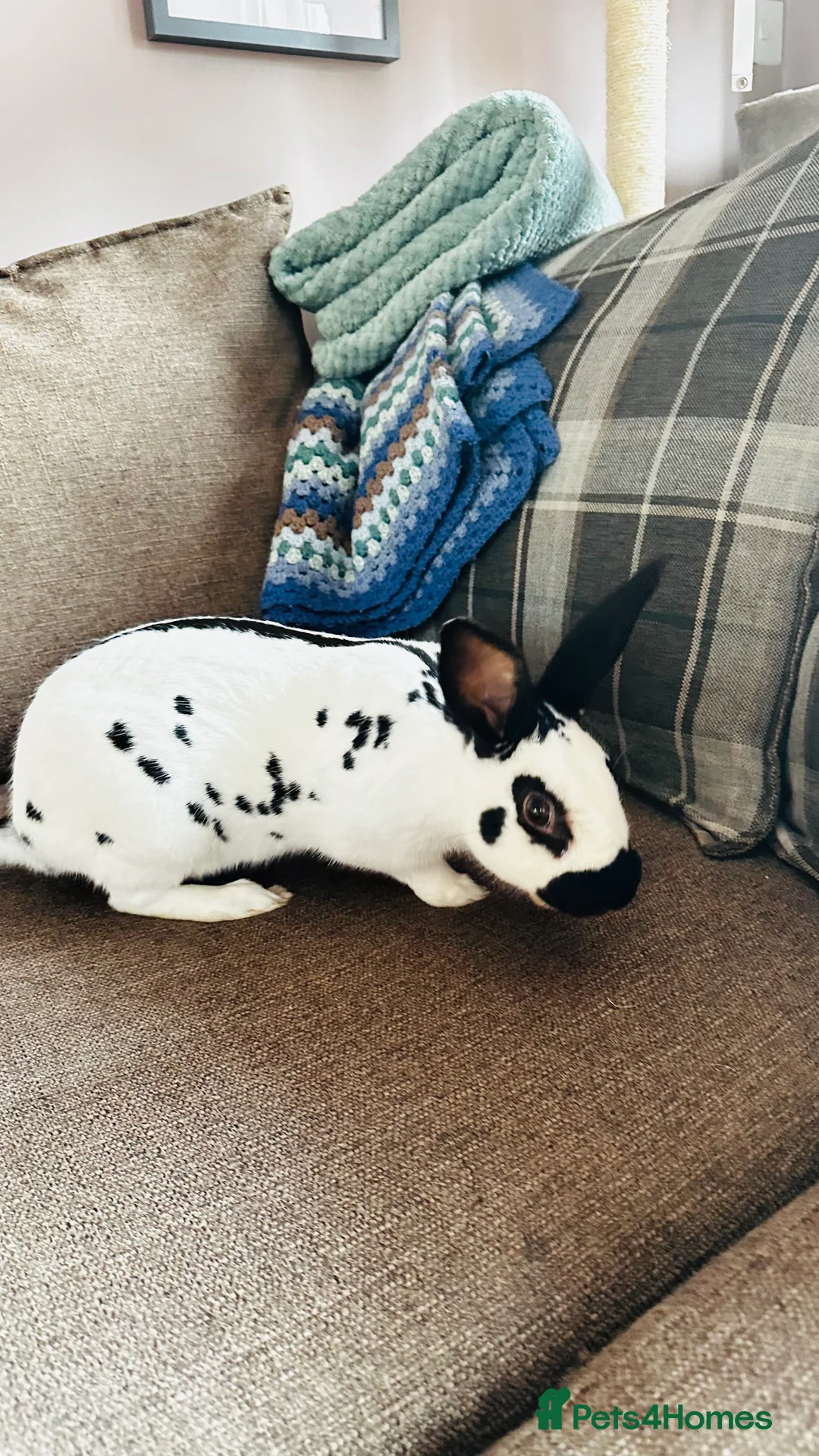 English Spot rabbits for sale: English spot Buck for sale - Advert 4