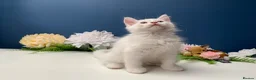 Siberian cats for sale: BEAUTIFUL LYNX POINT X SIBERIAN BABIES  - Advert 8