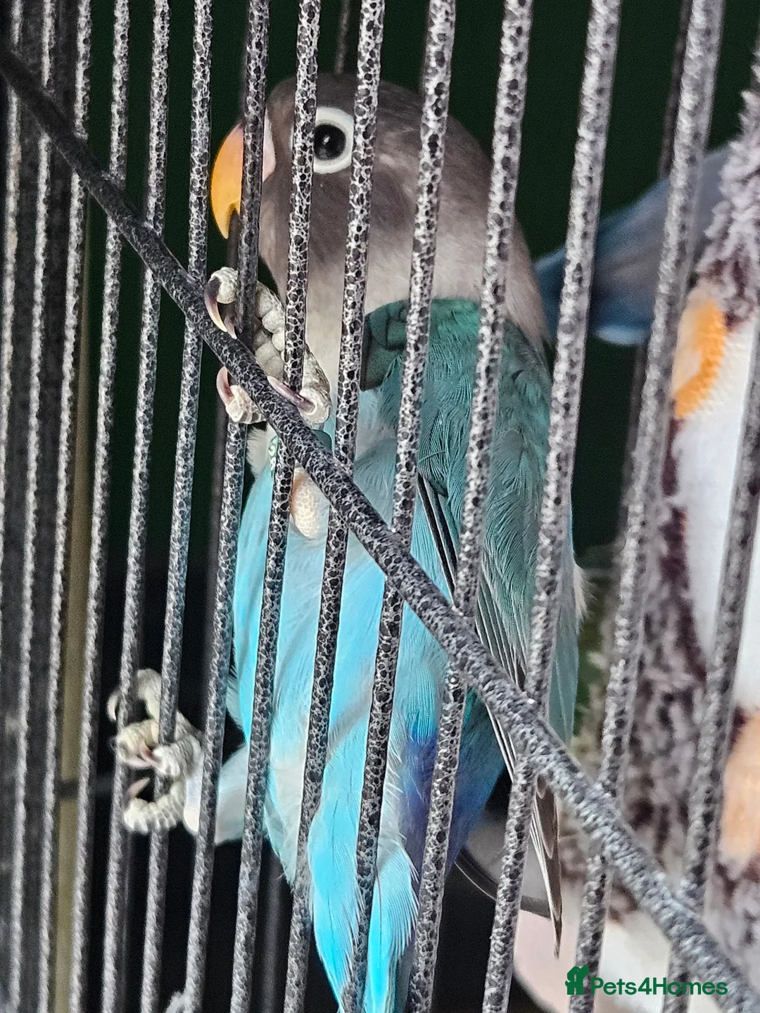 Lovebirds birds for sale: Black masked lovebirds in Middlesbrough - Advert 2