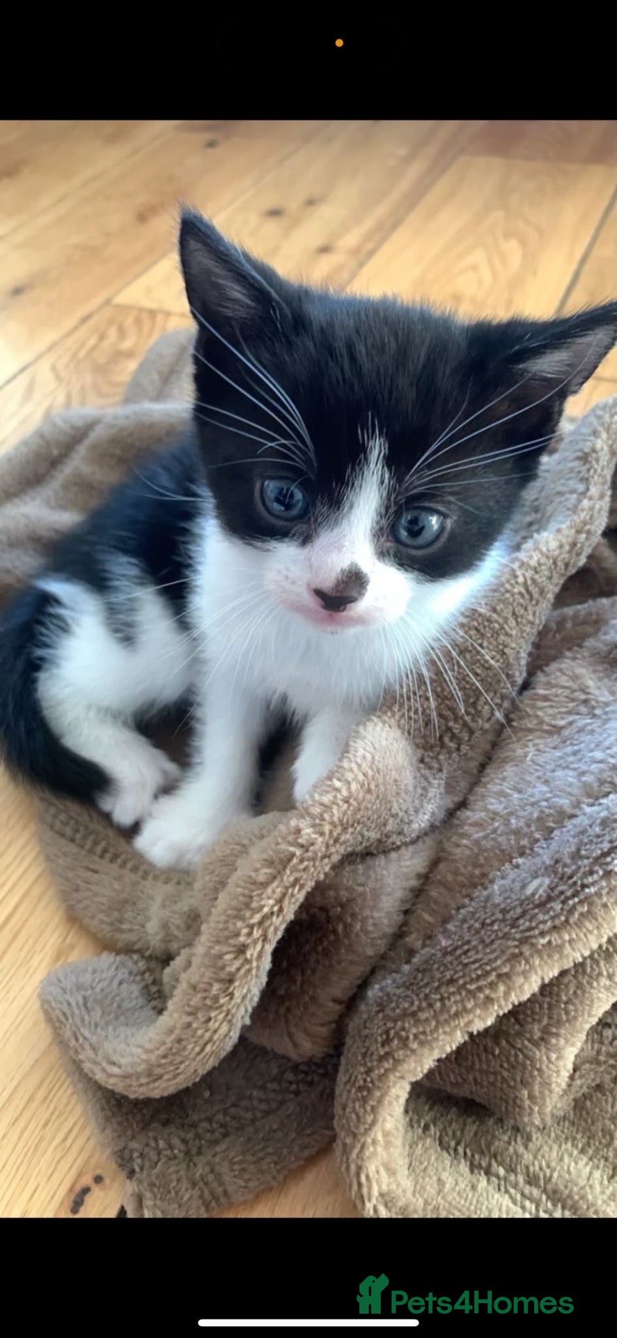 Mixed Breed cats cats for sale - Advert 1