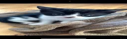 Mixed Breed cats for sale: cats for sale - Advert 1