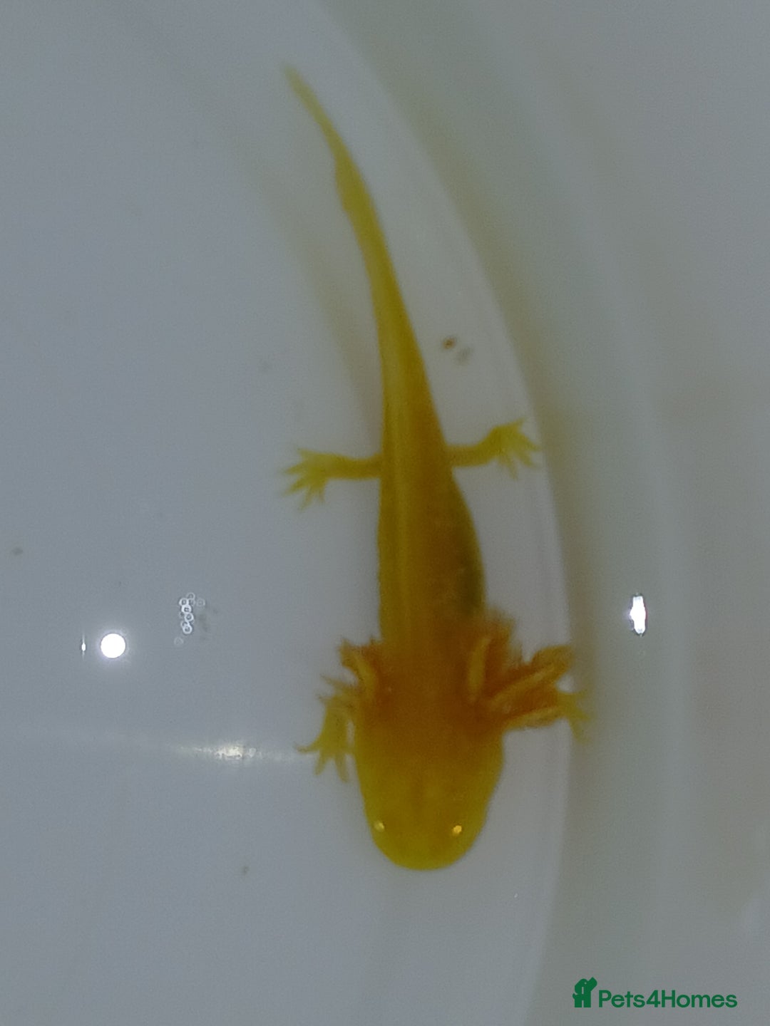 Other/Mixed Breed fish for sale: Axolotls babies gold and copper  - Advert 5