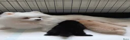 Pomeranian dogs for sale: AMAZING POMERANIAN TEDDY BEAR  in Smethwick - Advert 4