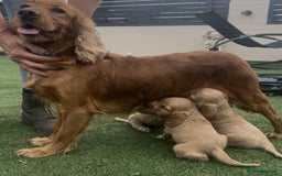 Cocker Spaniel dogs for sale: Show cockers for sale - Image 2