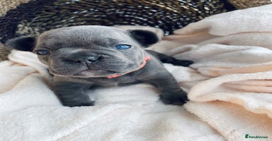 French Bulldog dogs - Advert 9