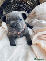 French Bulldog dogs - Advert 9