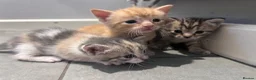 Mixed Breed cats for sale: Beautiful mixed litter for sale  - Advert 4