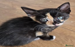 Mixed Breed cats for sale: 6 kittens avaliable from 3rd August 2025 - Image 3