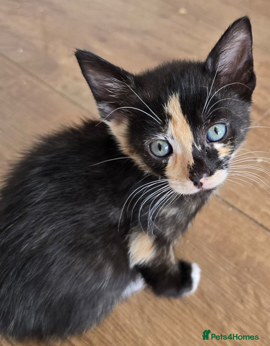 Mixed Breed cats for sale: 6 kittens avaliable from 3rd August 2025 - Image 3