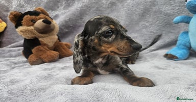 Dachshund dogs - Advert 5