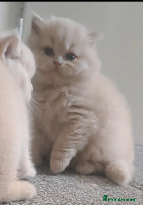 British Longhair cats for sale: Top Quality purebred BLH Kittend - Advert 3