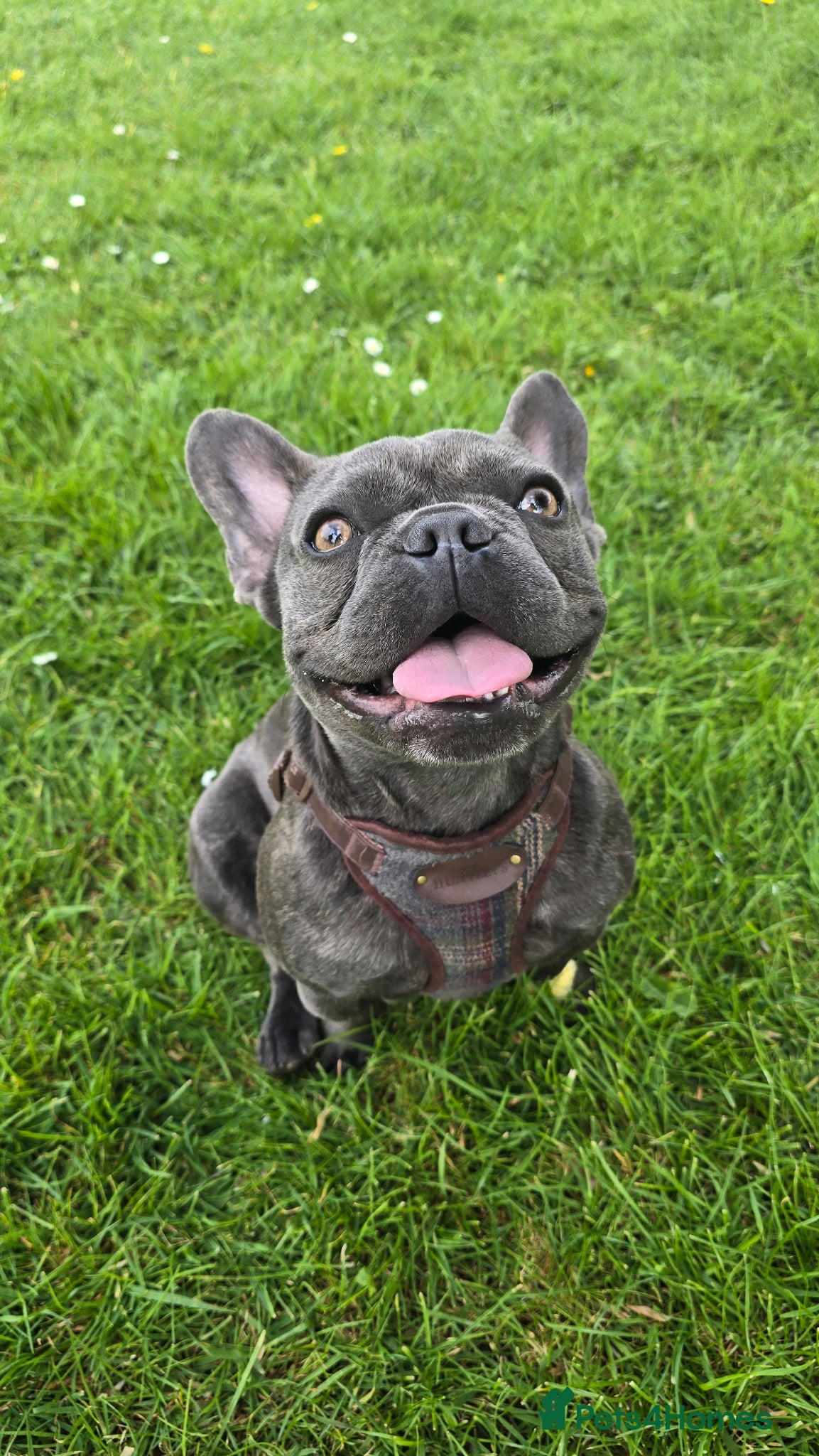 French Bulldog dogs for stud: French Bulldog for stud  - Advert 2