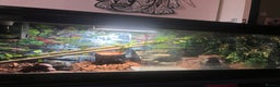 Python Snake reptiles for sale: Very sweet ball python and tank and unit  - Advert 19