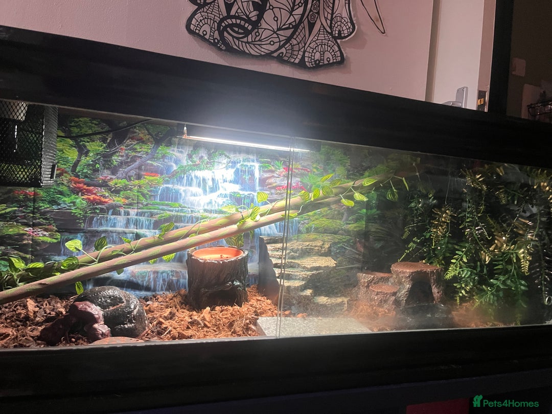Python Snake reptiles for sale: Very sweet ball python and tank and unit  - Advert 19