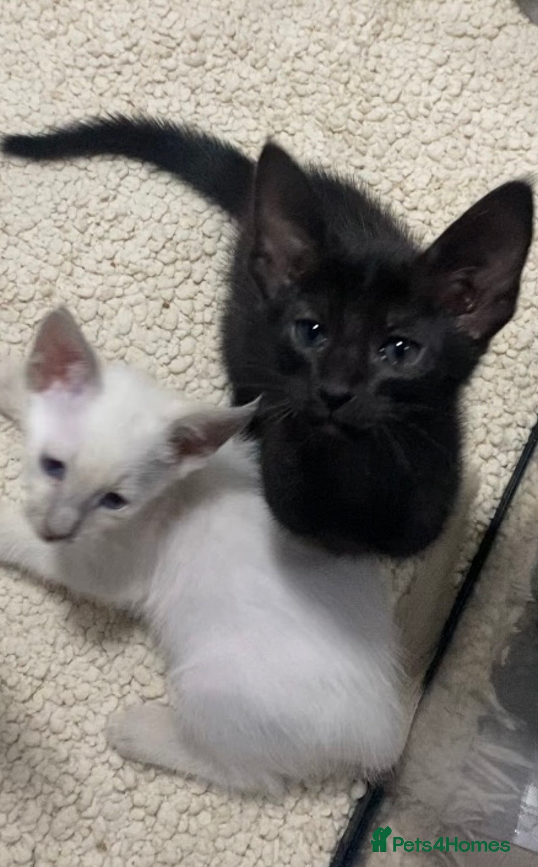 Oriental cats for sale: Oriental kittens  - Advert 16