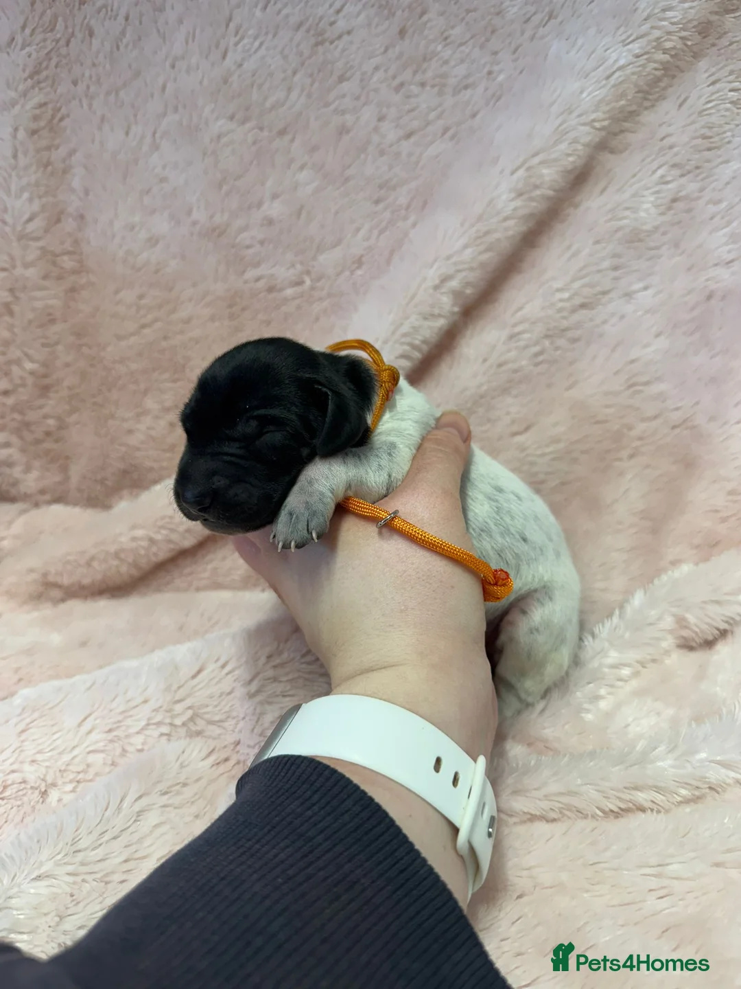 German Shorthaired Pointer dogs for sale: Gorgeous Green Short Haired Pups - Serbian Blood - Advert 3