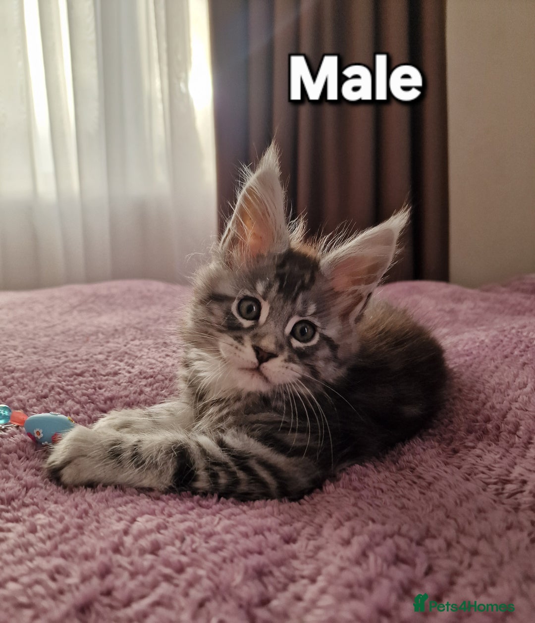 Maine Coon cats for sale: Pure Maine coon - Advert 31