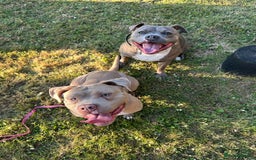 Mixed Breed dogs for sale: 3 Year old Bully  - Image 2