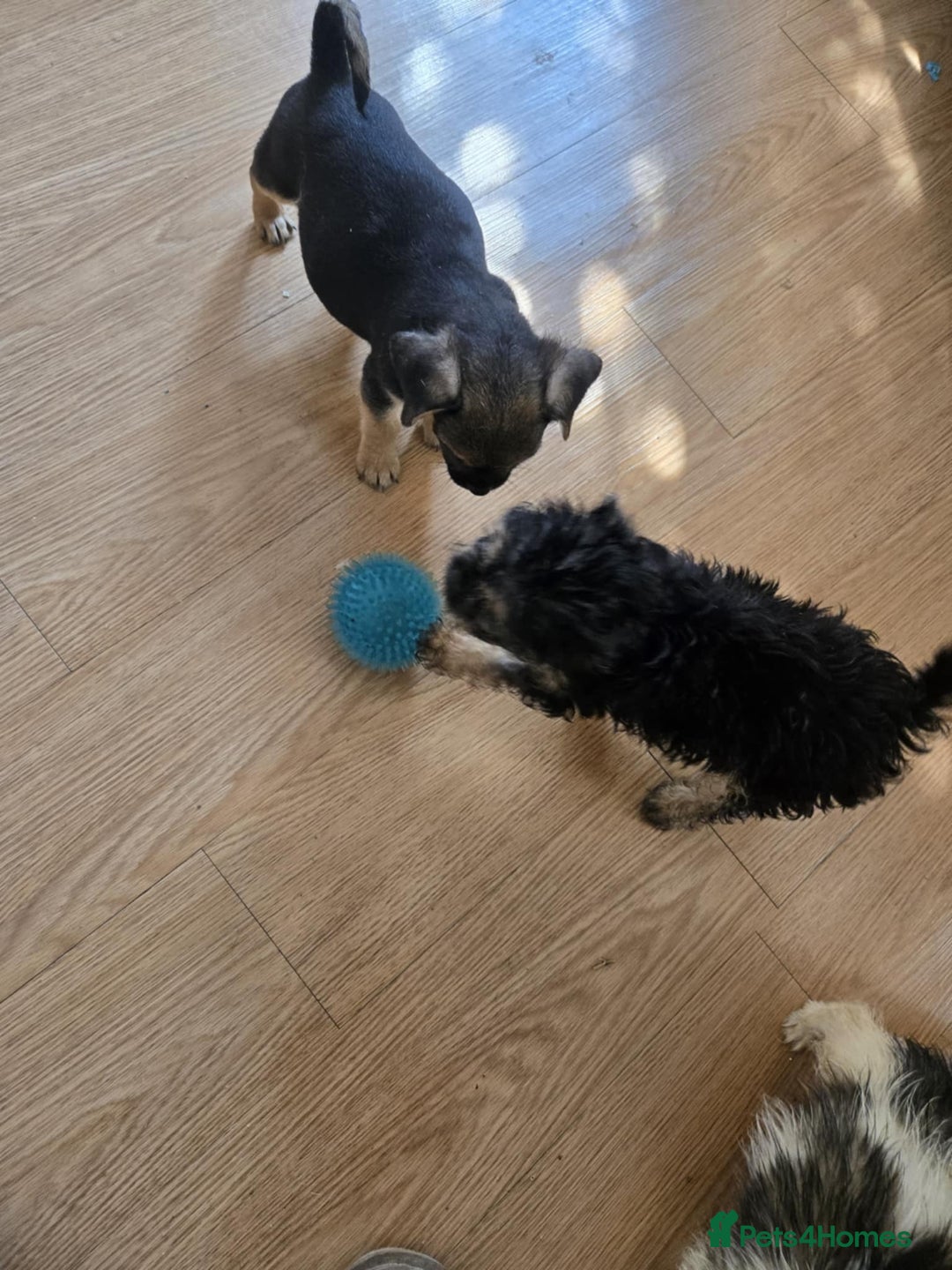 Mixed Breed dogs for sale: 6 jug x cavachon pups for sale  - Image 12