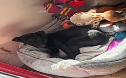Patterdale Terrier dogs for sale: Female patterdale pup - Image 4