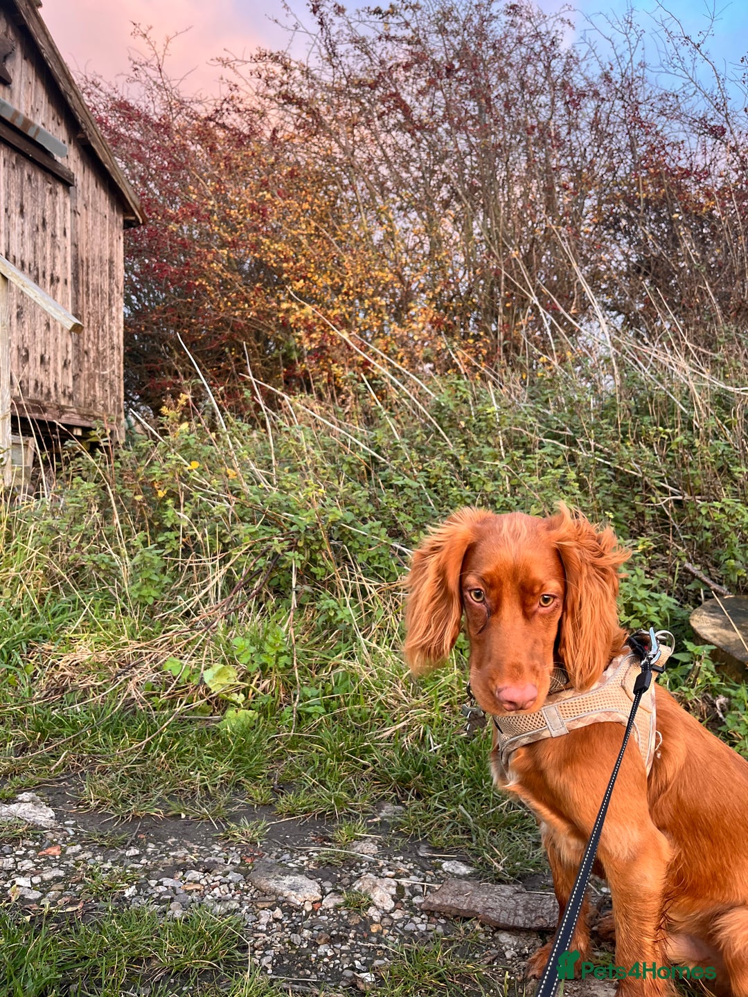Cocker Spaniel dogs for sale: Working cocker spaniel  - Advert 2