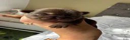 Pug dogs for sale: Kc chocolate and tan pug puppies  - Advert 6