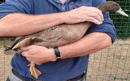 Ducks poultry for sale: Khaki Campbell 2025 drakes, offers considered in Tiverton - Image 6