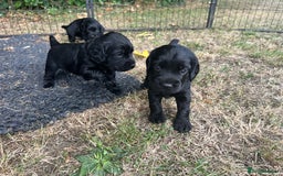 Cocker Spaniel dogs for sale: Cocker Spaniel Puppies looking for the best homes - Image 7