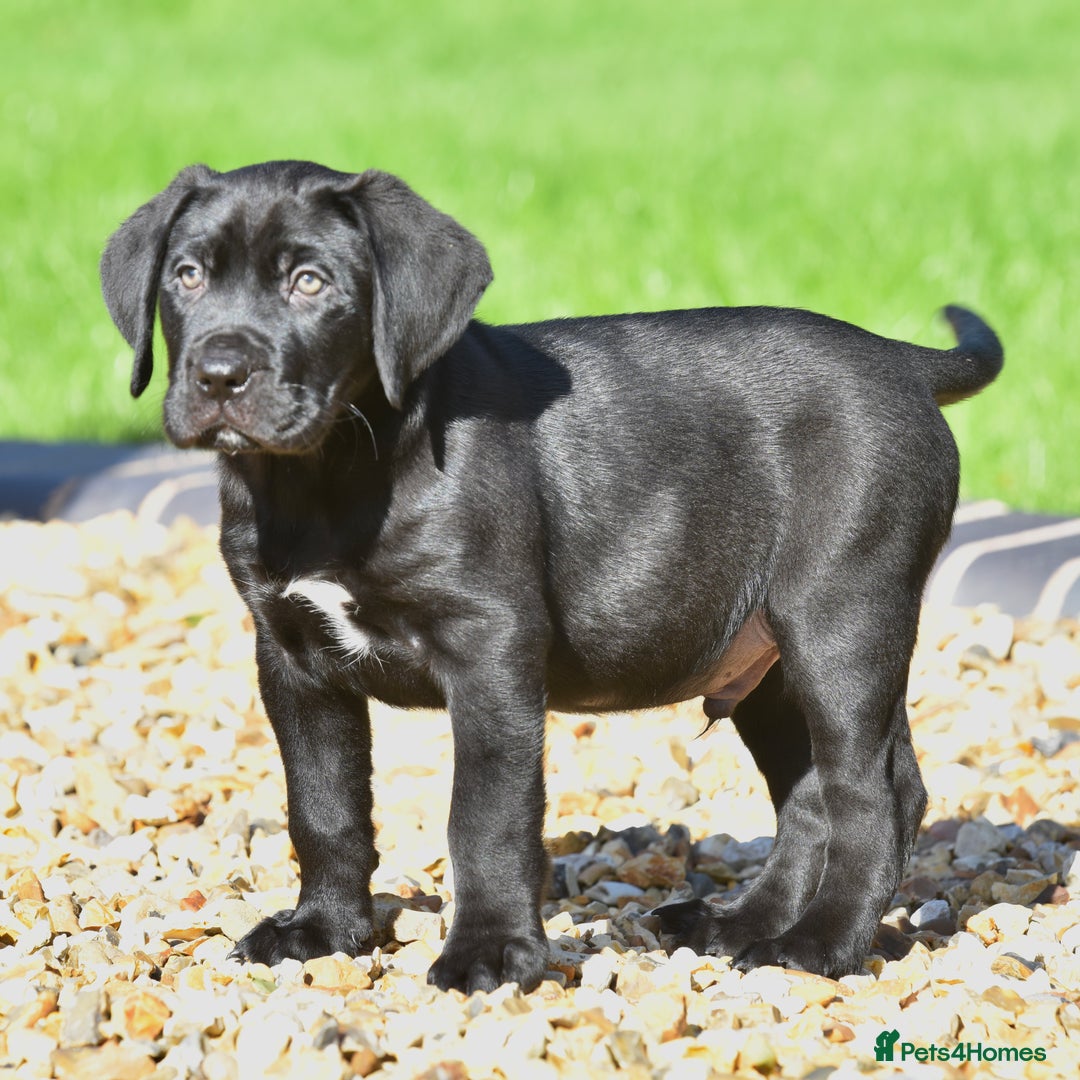 BLACK BOERBOEL PUPS for sale in Halesowen Pets4Homes