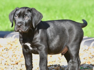 Boerboel dogs - Advert 4