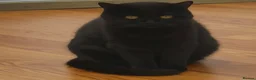 British Shorthair cats for sale: Kittens  - Advert 5