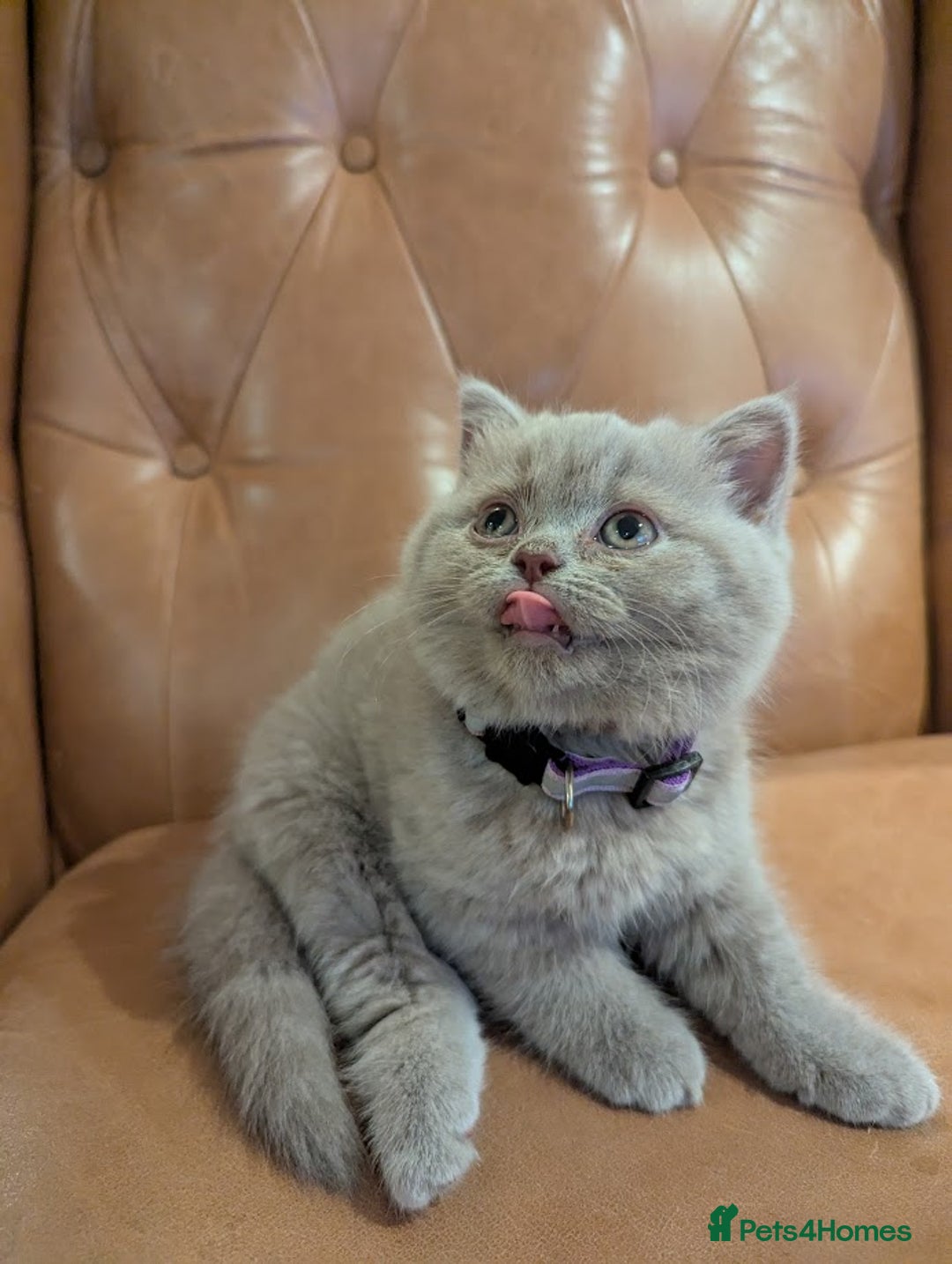 British Shorthair cats for sale: British Shorthair kittens - Advert 13