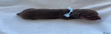 Miniature Dachshund Puppy 1