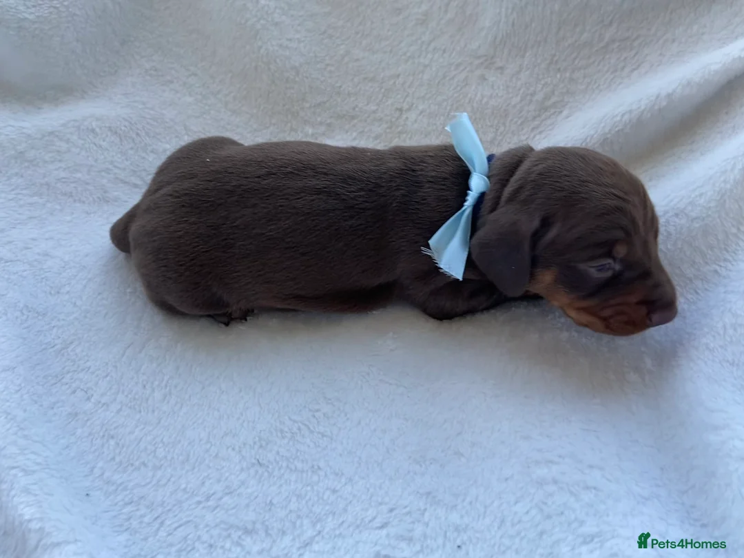 Miniature Dachshund dogs for sale: Miniature Dachshund Puppies  in Spalding - Advert 6
