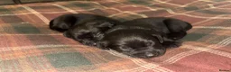 Labrador Retriever dogs for sale: Black Labrador Puppies in Kirkby Stephen - Advert 3