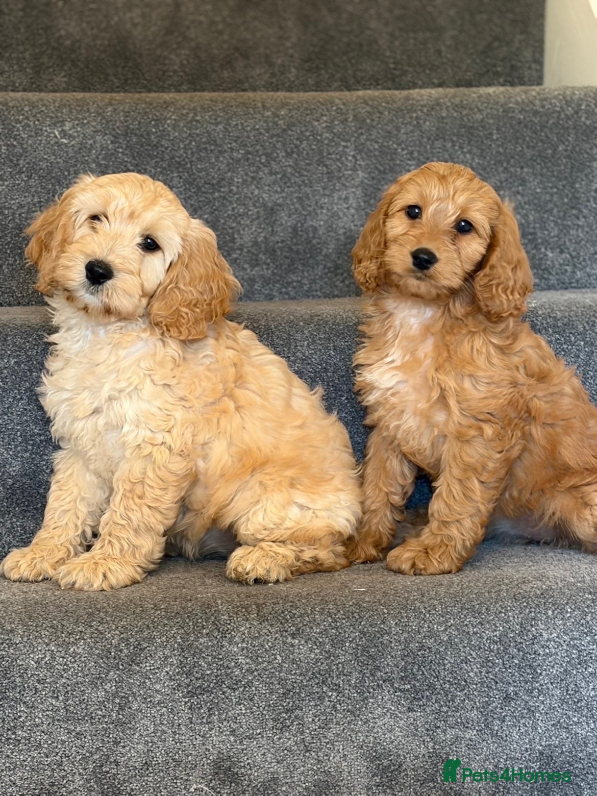 Cockapoo dogs Cockapoo males and females  - Advert 5