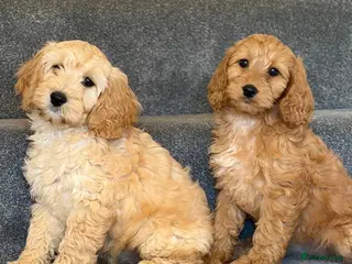 Cockapoo dogs Cockapoo males and females - Advert 5