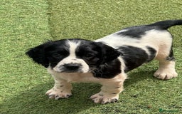 English Springer Spaniel dogs for sale: Stunning kc reg dna tested  - Image 14