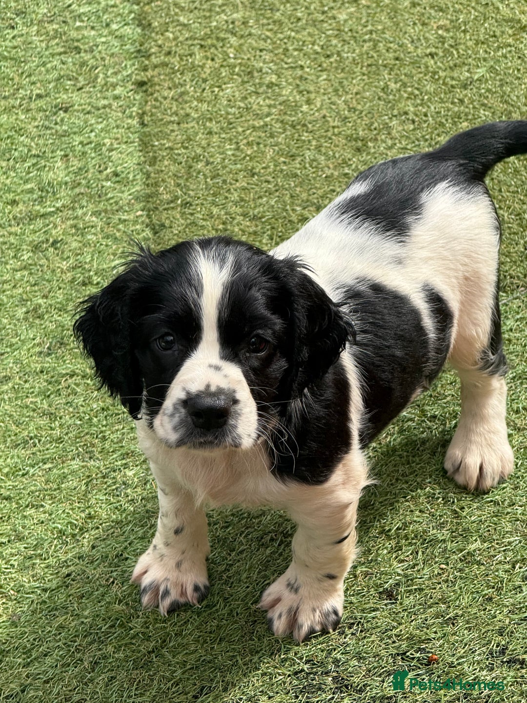 English Springer Spaniel dogs for sale: Stunning kc reg dna tested  - Image 14