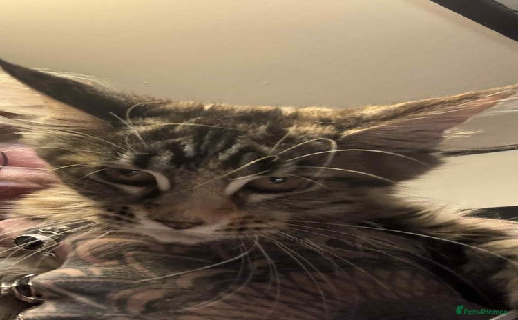 Maine Coon cats - Advert 1