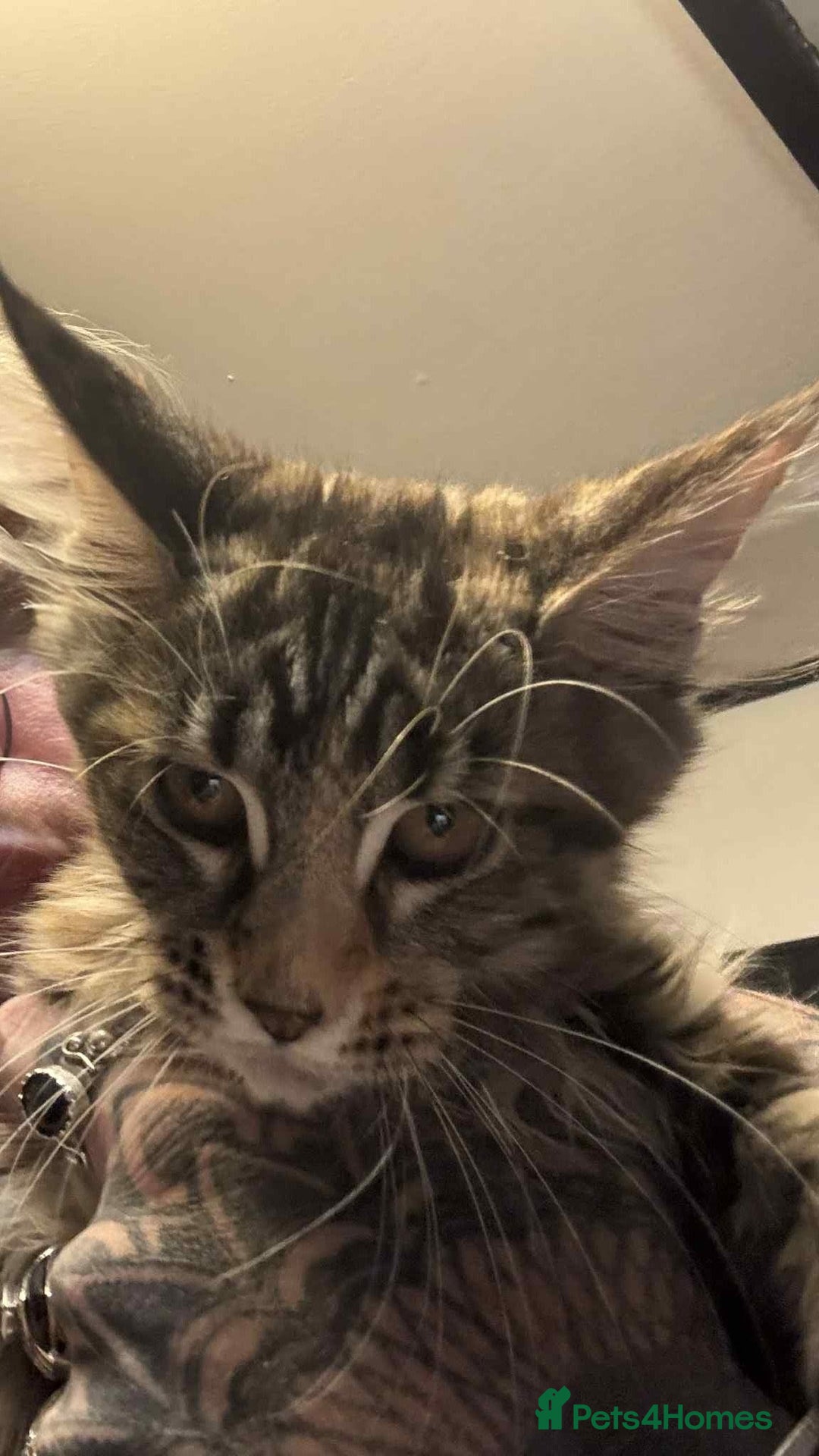 Maine Coon cats for sale: 2 X Female Tabby pure bred Maine Coon kittens  - Image 1