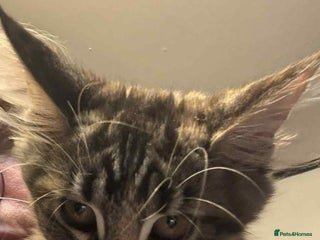 Maine Coon cats - Advert 9