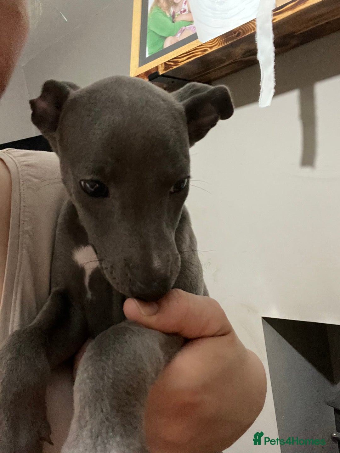 Whippet dogs for sale: One boy left, KC registered  - Image 1