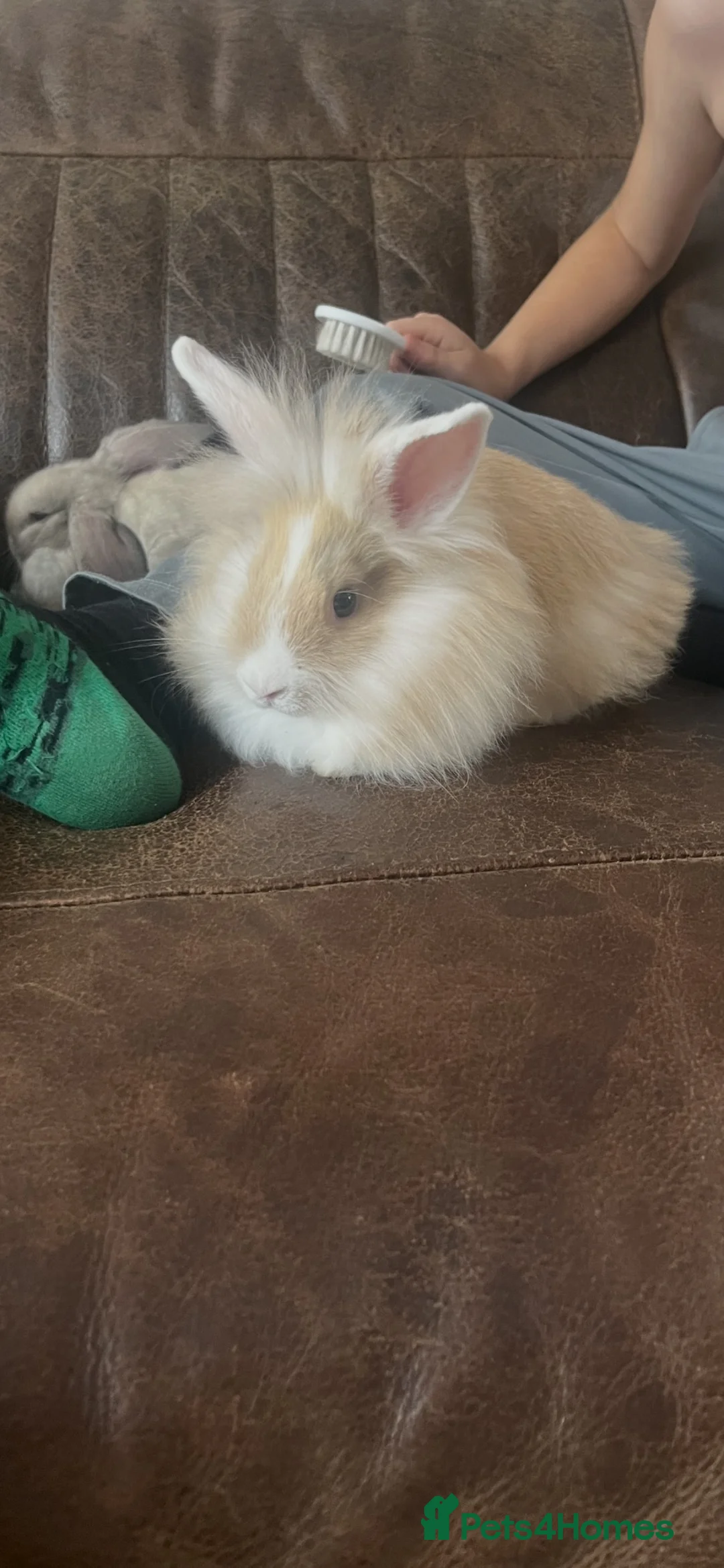 Lionhead rabbits for sale: 10 week old gorgeous girly 😍 - Advert 7