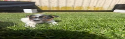 Jack Russell dogs for sale: Gorgeous Jack Russell puppies - Advert 8