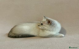 British Shorthair cats for sale: PUREBRED BSH KITTENS SOLD - Image 2
