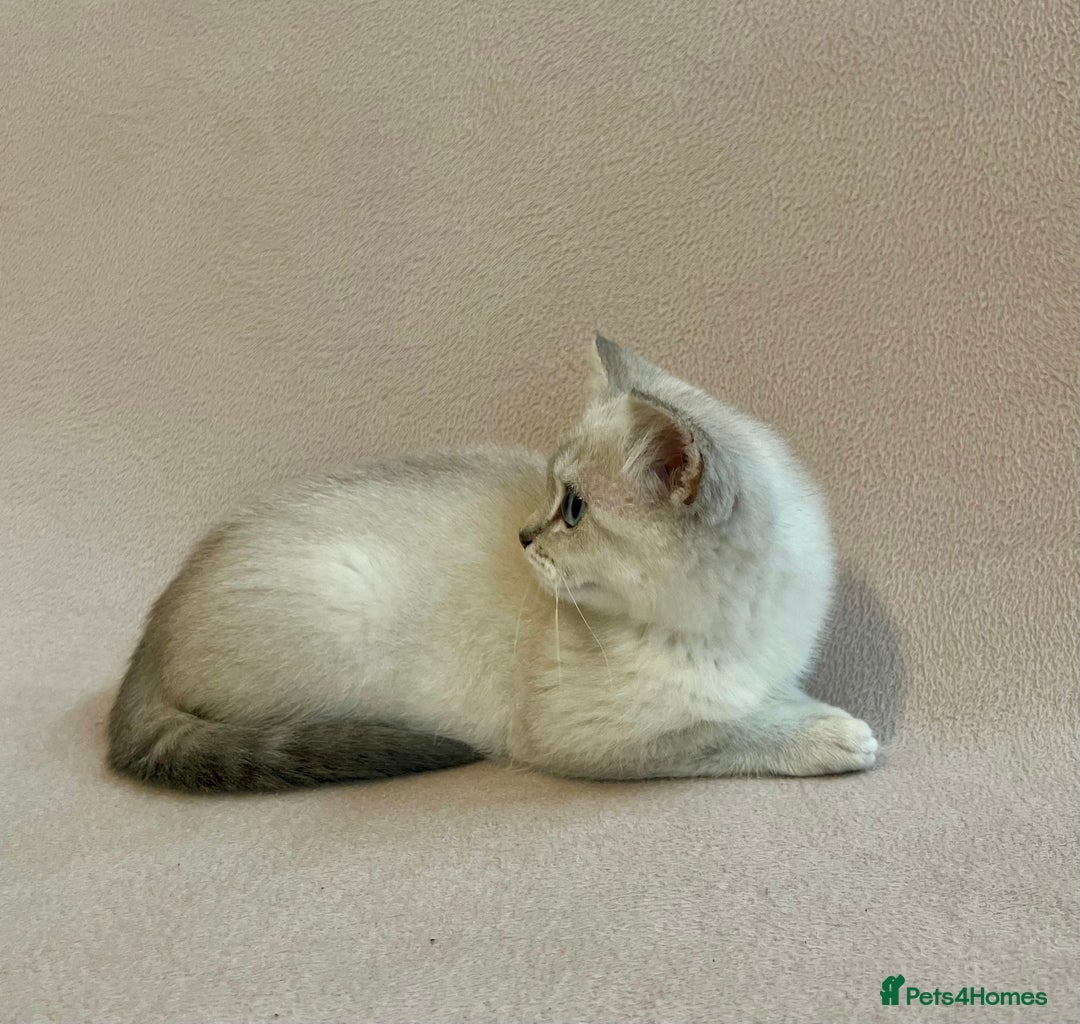 British Shorthair cats for sale: PUREBRED BSH KITTENS SOLD - Image 2